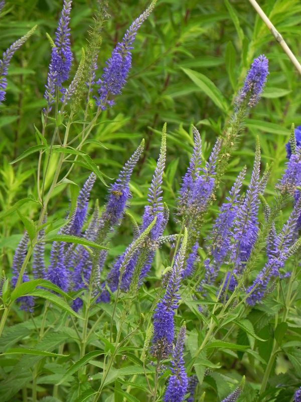 Veronica longifolia ‘Blauriesin’