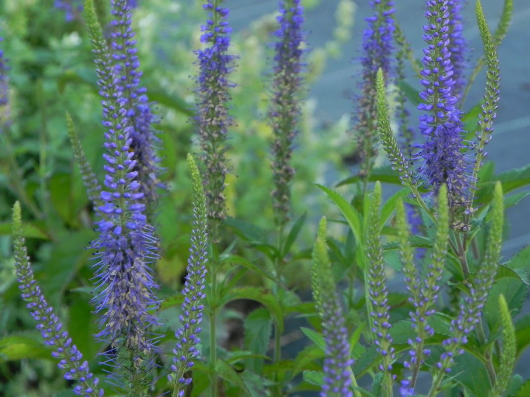 Veronica longifolia ‘Blauriesin’