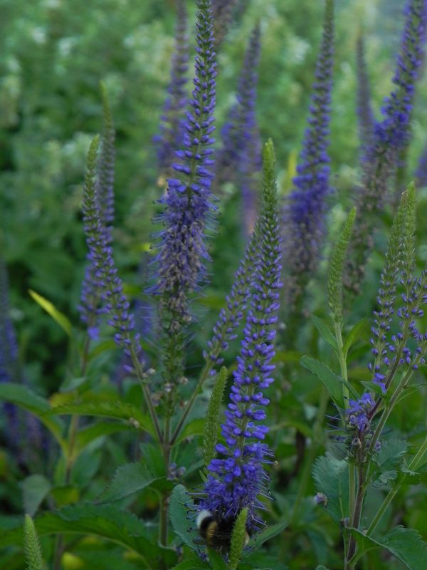 Veronica longifolia ‘Blauriesin’
