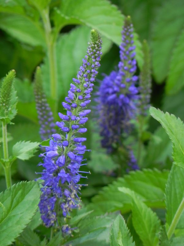 Veronica longifolia ‘Blauriesin’