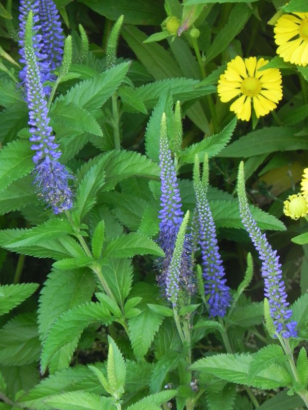 Veronica longifolia ‘Blauriesin’