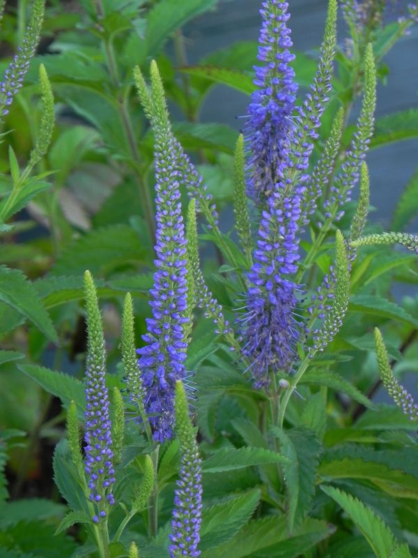 Veronica longifolia ‘Blauriesin’