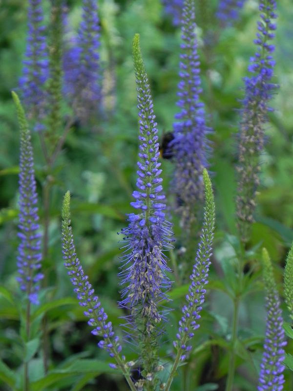 Veronica longifolia ‘Blauriesin’