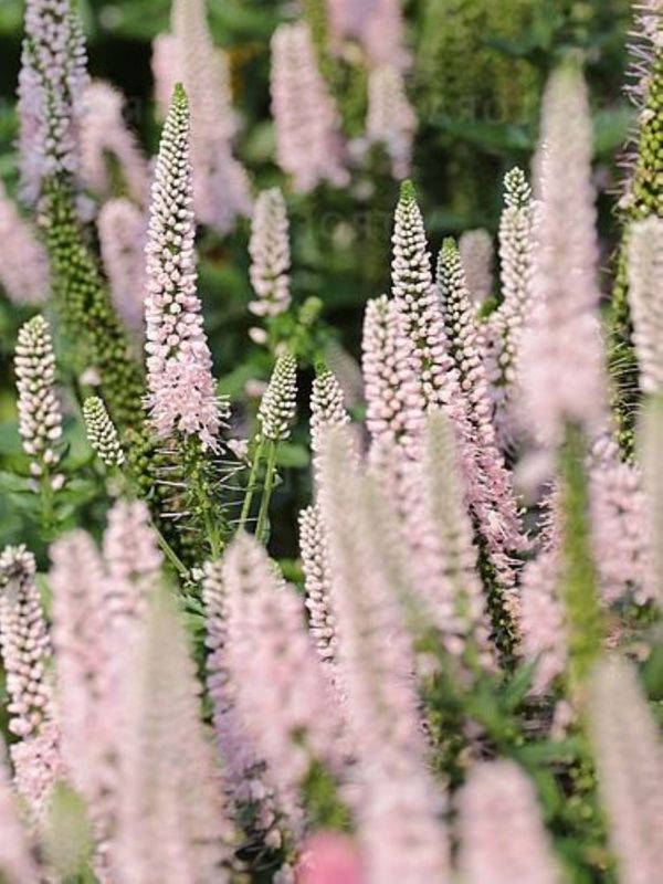 Veronica longifolia ‘First Choise’