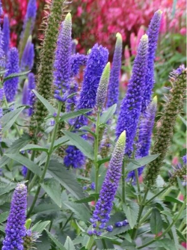 Veronica longifolia ‘First Glory’