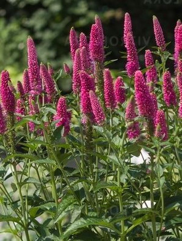 Veronica longifolia ‘First Love’