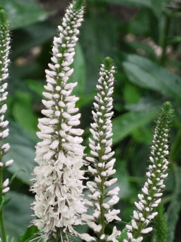 Veronica longifolia ‘Alba’