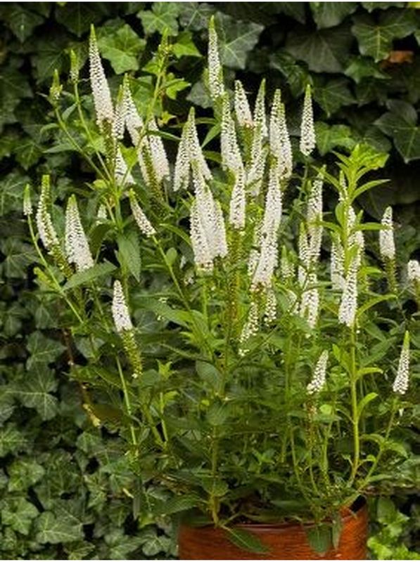Veronica longifolia ‘First Lady’