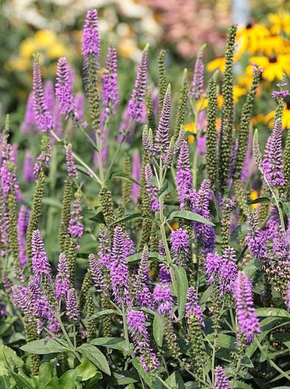 Veronica longifolia ‘First Match’
