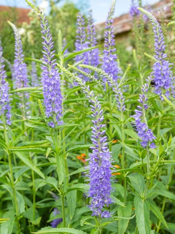 Veronica longifolia ‘Blaureisin’