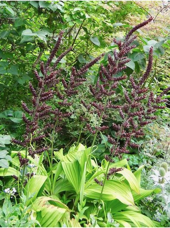 Veratrum nigrum