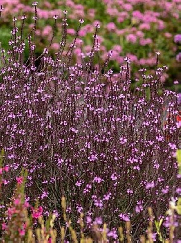 Verbena officinalis ‘Bampton’