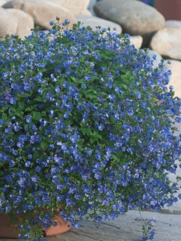Veronica peduncularis ‘Georgia Blue’