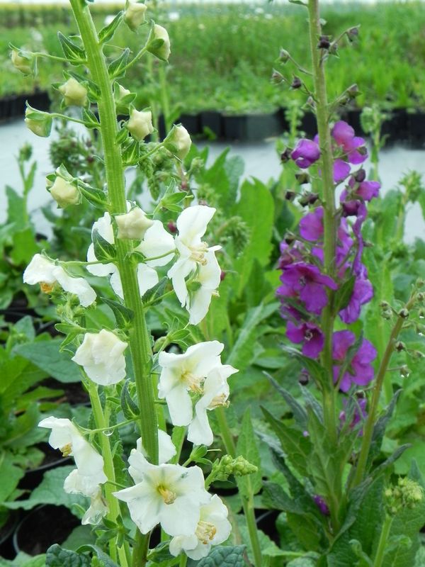 Verbascum phoeniceum