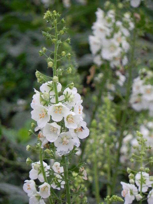 Verbascum phoeniceum ‘White Bride’