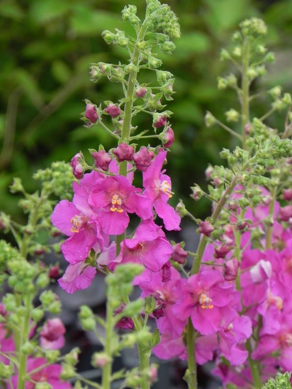 Verbascum phoeniceum ‘Rosetta’