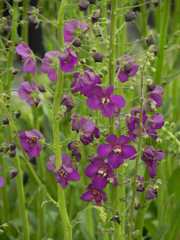 Verbascum phoeniceum ‘Violetta’