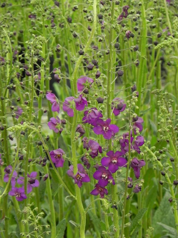 Verbascum phoeniceum ‘Violetta’
