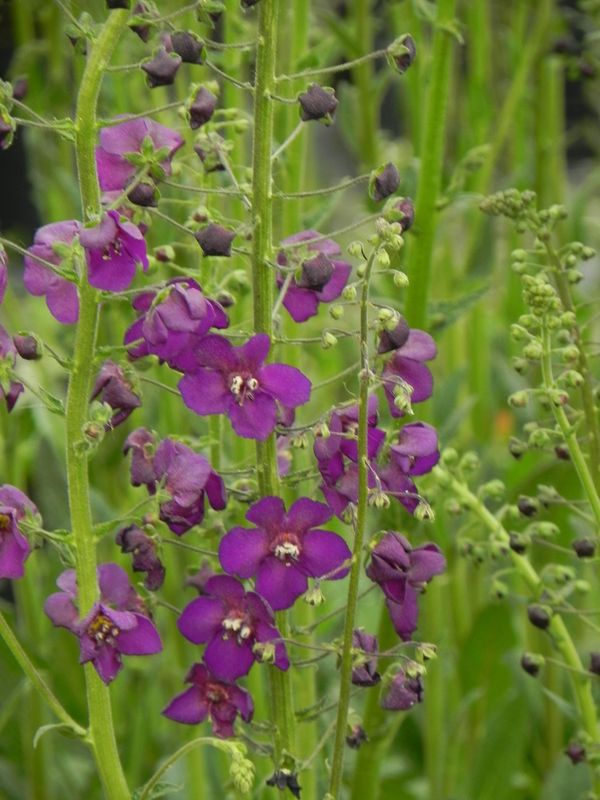 Verbascum phoeniceum ‘Violetta’