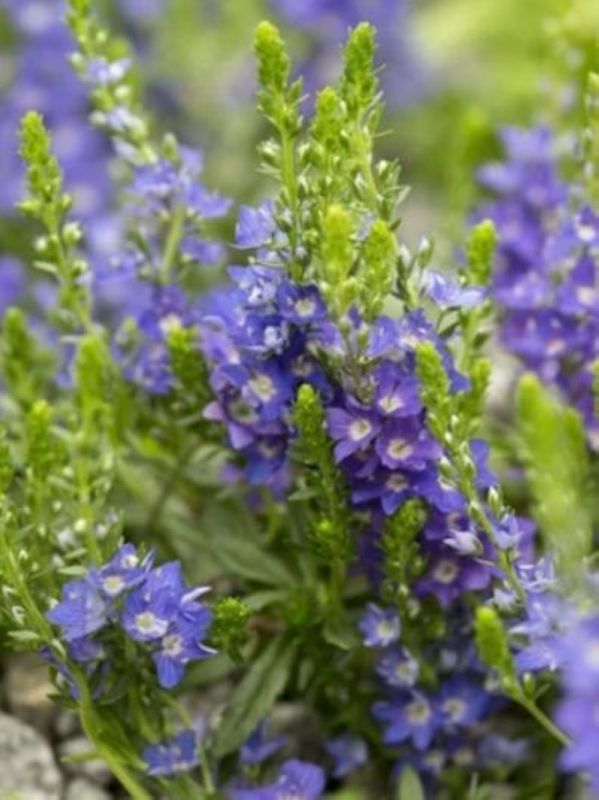 Veronica prostrata