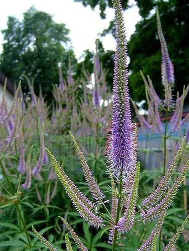 Veronicastrum sibiricum