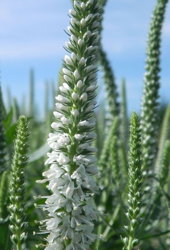 Veronica spicata ‘Alba’