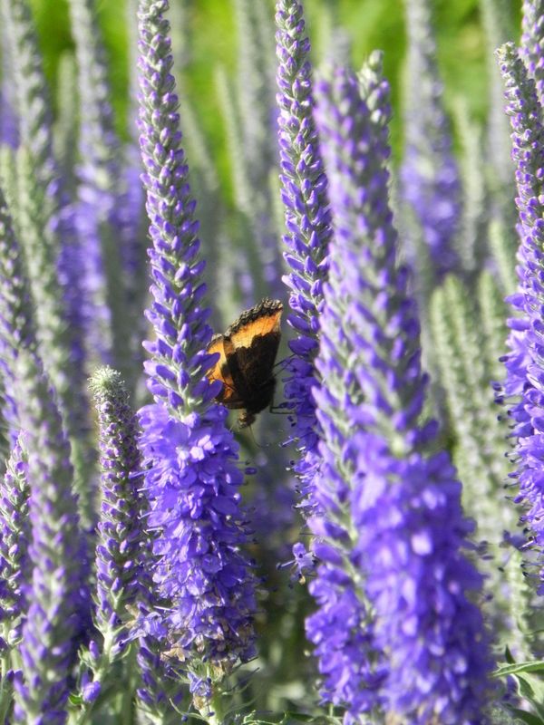 Veronica spicata ‘Incana’