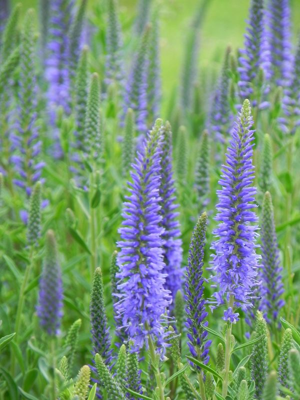 Veronica spicata ‘f. nana Blauteppich’