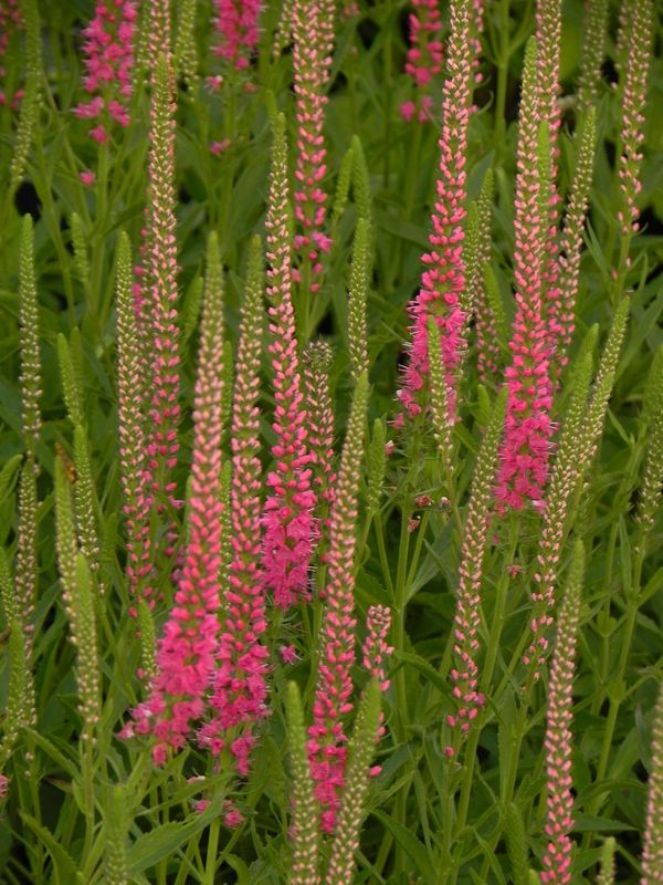 Veronica spicata ‘Red Fox’