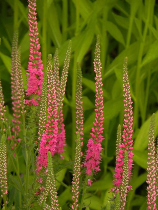 Veronica spicata ‘Red Fox’