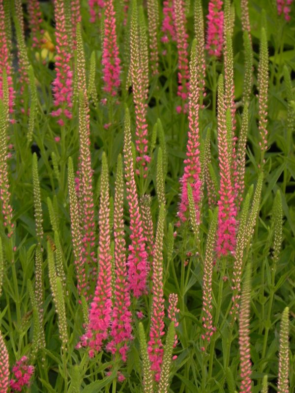 Veronica spicata ‘Red Fox’
