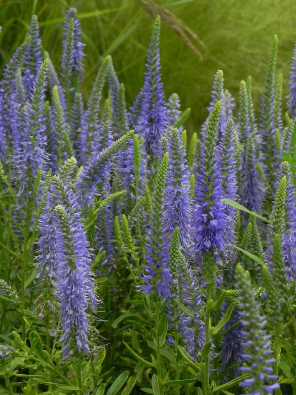 Veronica spicata ‘Blue’