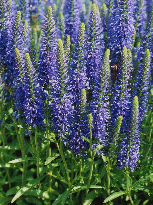 Veronica spicata ‘Inspire Blue’