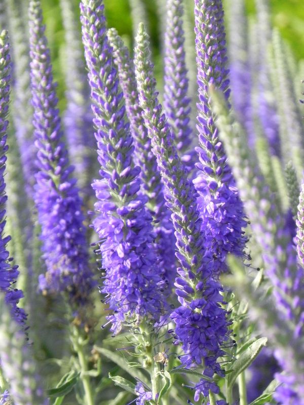 Veronica spicata ‘Inspire Rose’