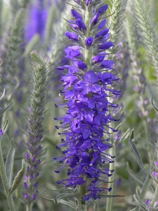 Veronica spicata ‘Inspire Rose’