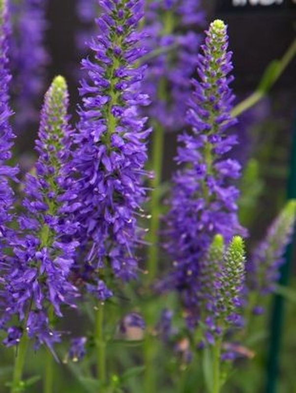 Veronica spicata ‘Shirley Blue’