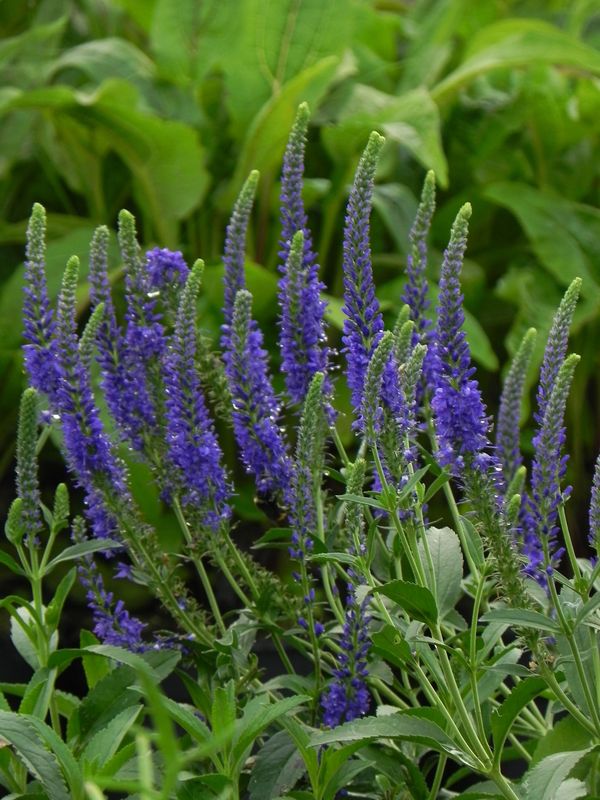 Veronica spicata ‘Anniversary Rose’