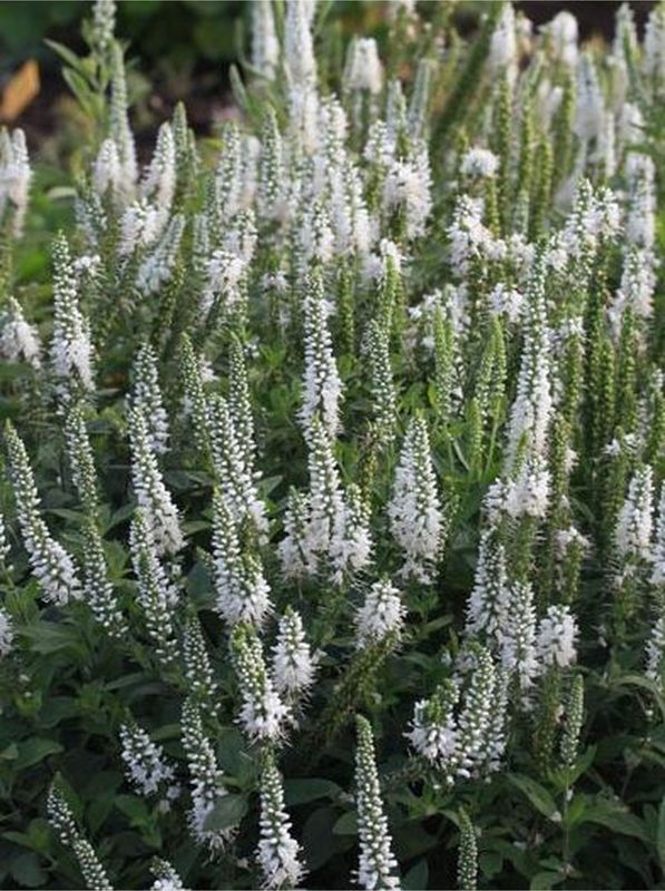 Veronica spicata ‘Icicle’