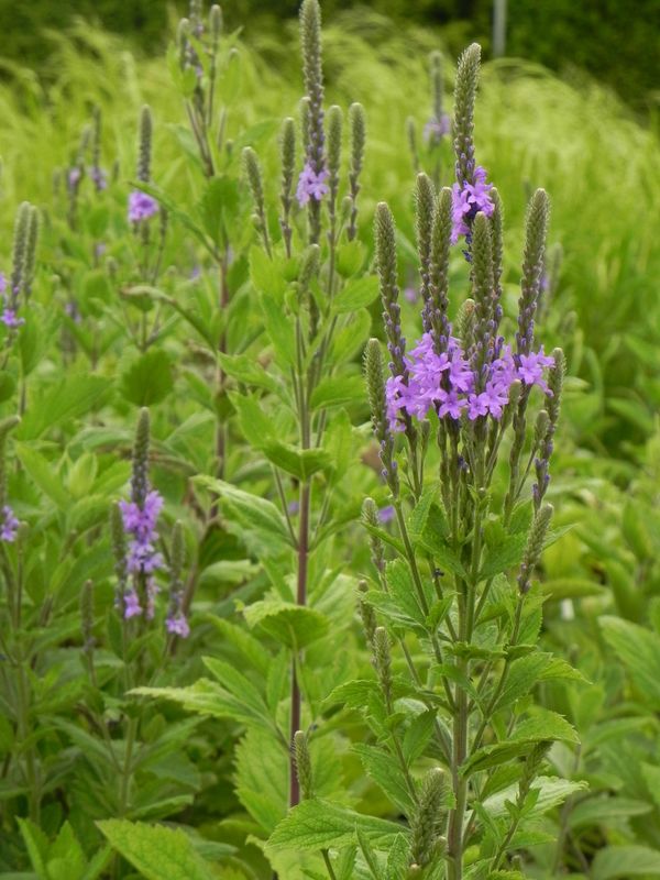 Verbena stricta