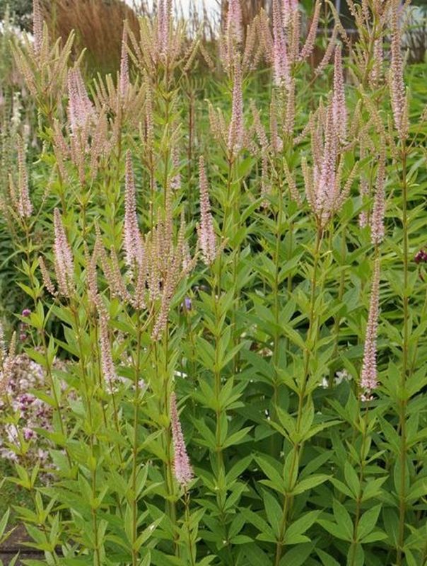 Veronicastrum virginicum ‘Challenger’