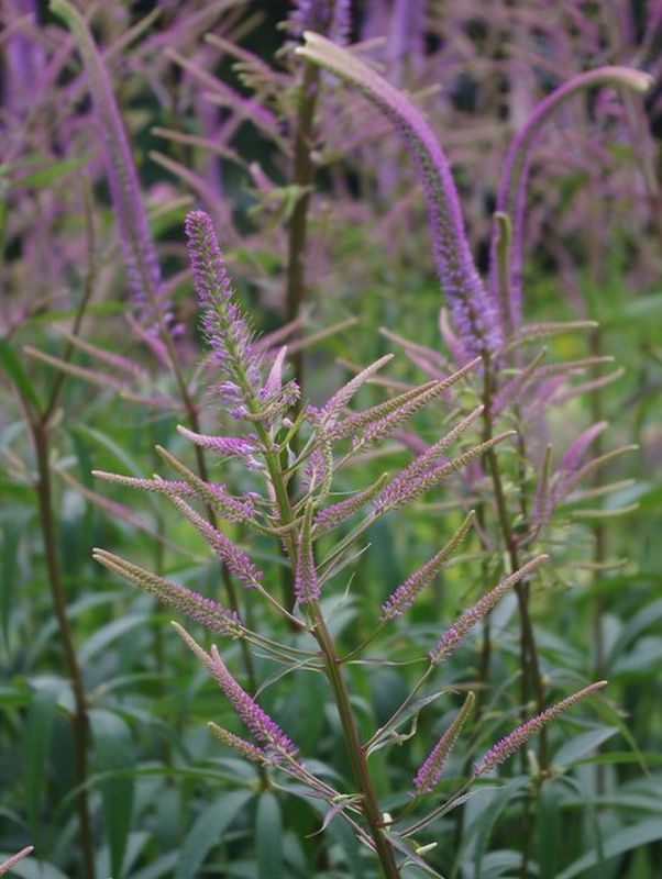 Veronicastrum virginicum ‘Caeruleum’