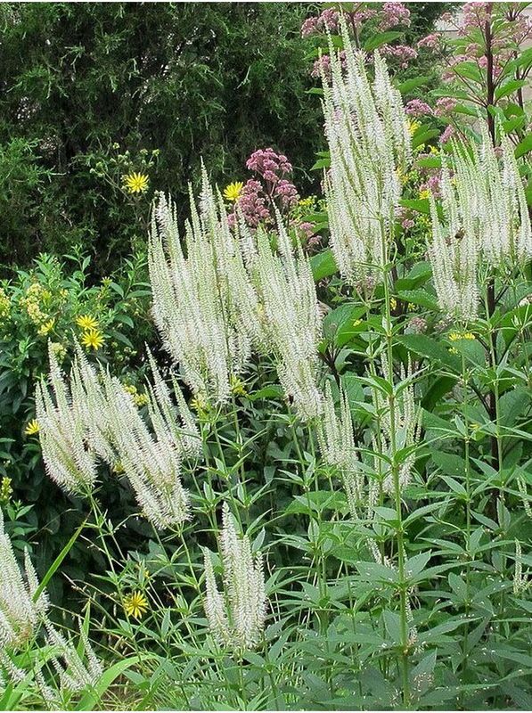 Veronicastrum virginicum ‘var. albiflorum’