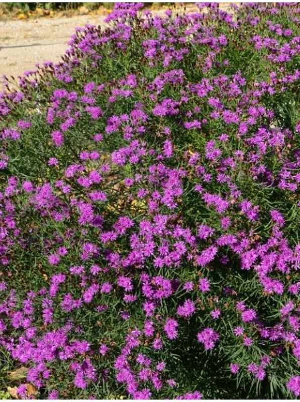 Vernonia x ‘Summer Surrender’