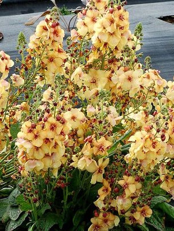 Verbascum ‘Honey Dijon’