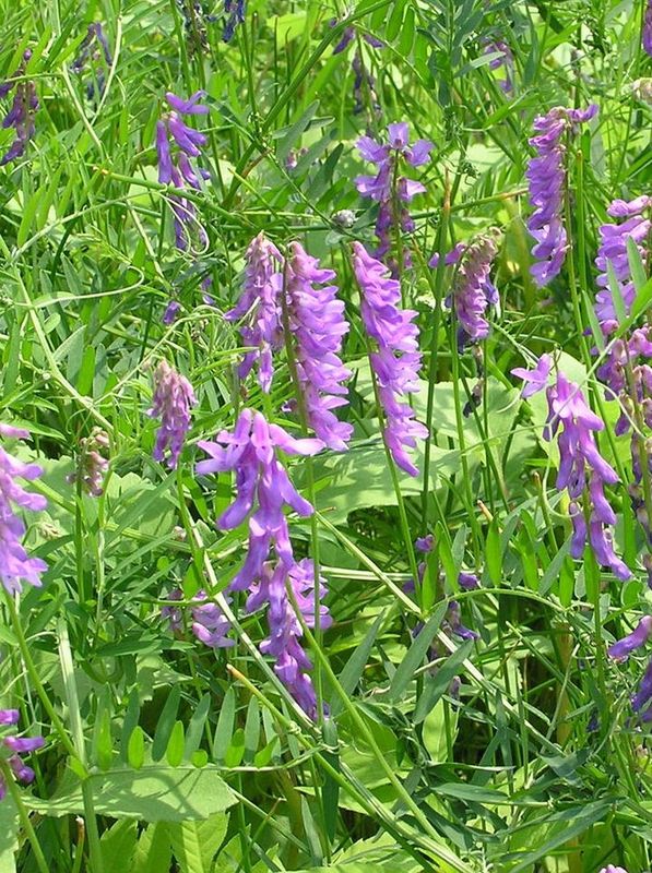 Vicia cracca