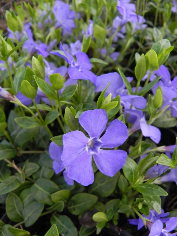 Vinca minor