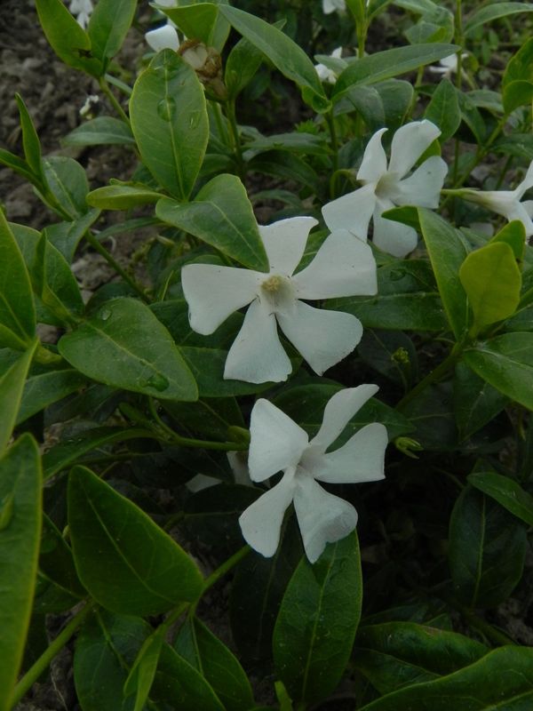 Vinca minor ‘Alba’