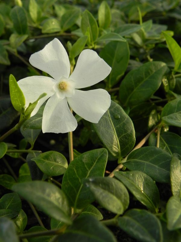 Vinca minor ‘Alba’