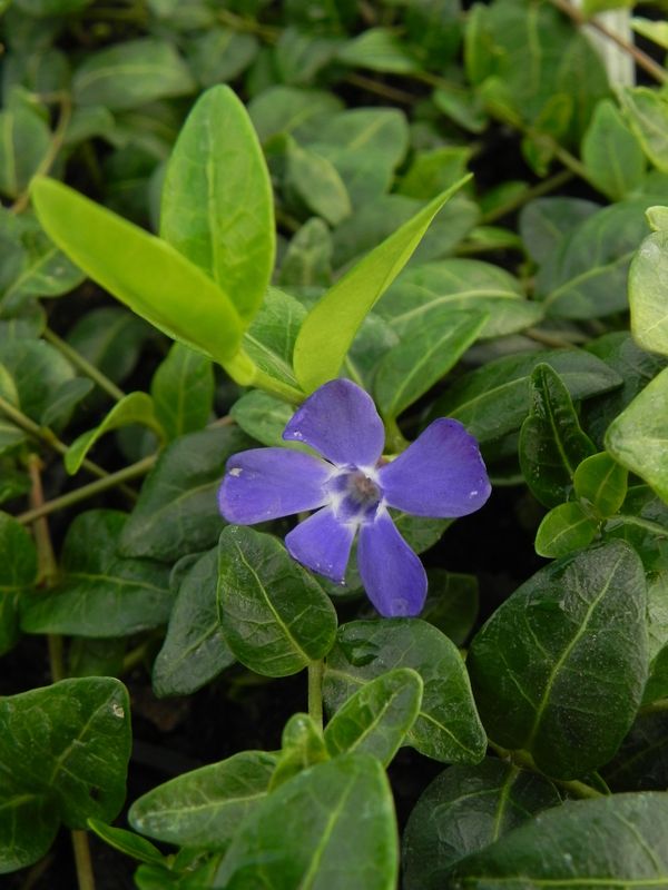 Vinca minor ‘Bowles’