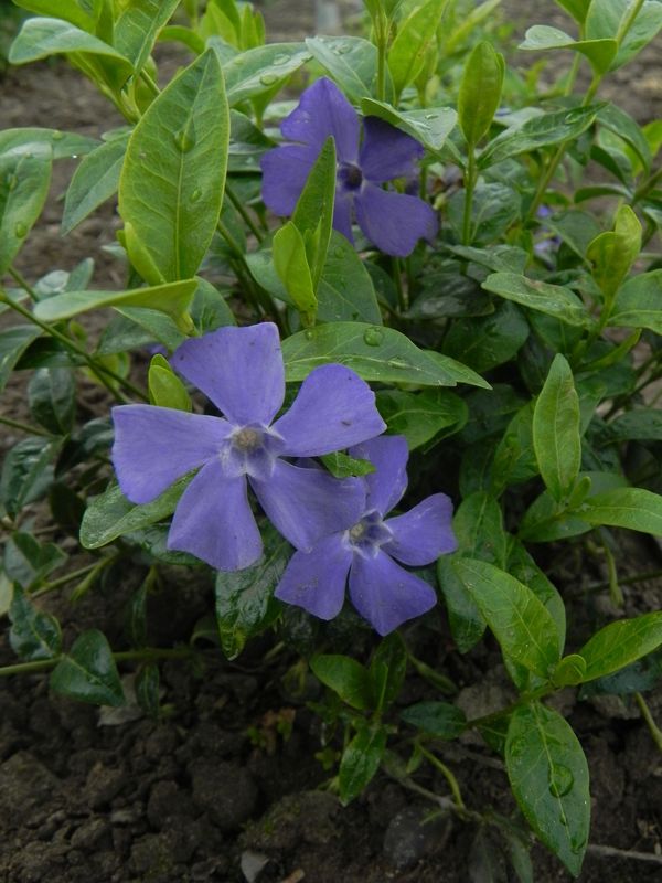 Vinca minor ‘Bowles’